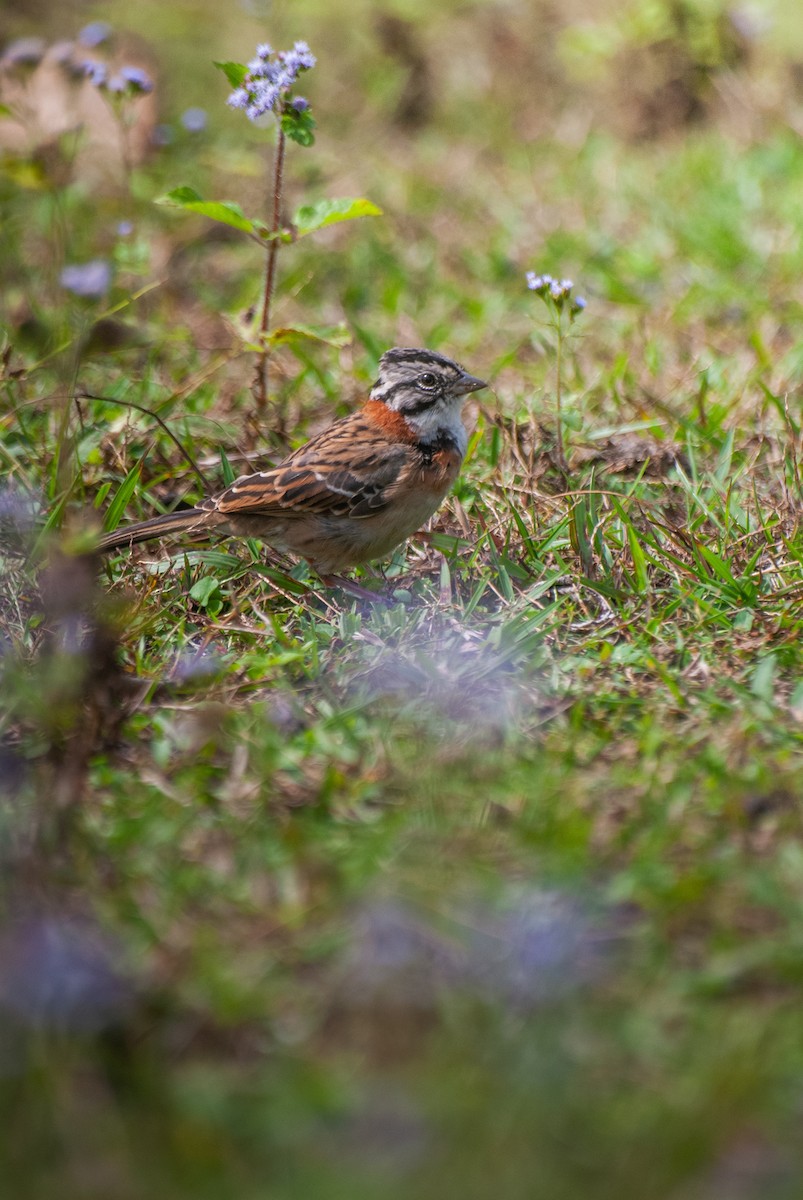 Rufous-collared Sparrow - ML635382224