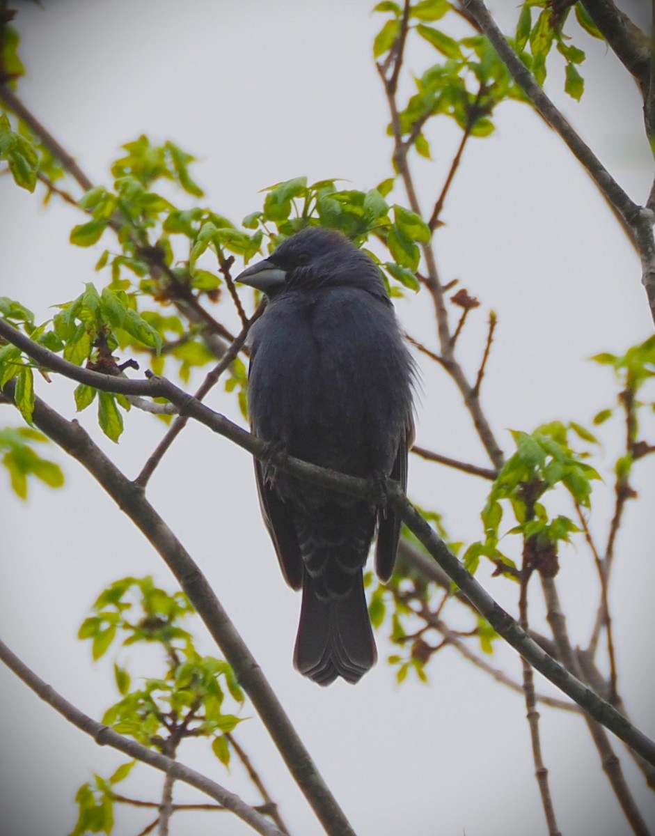 Blue Grosbeak - ML635382376