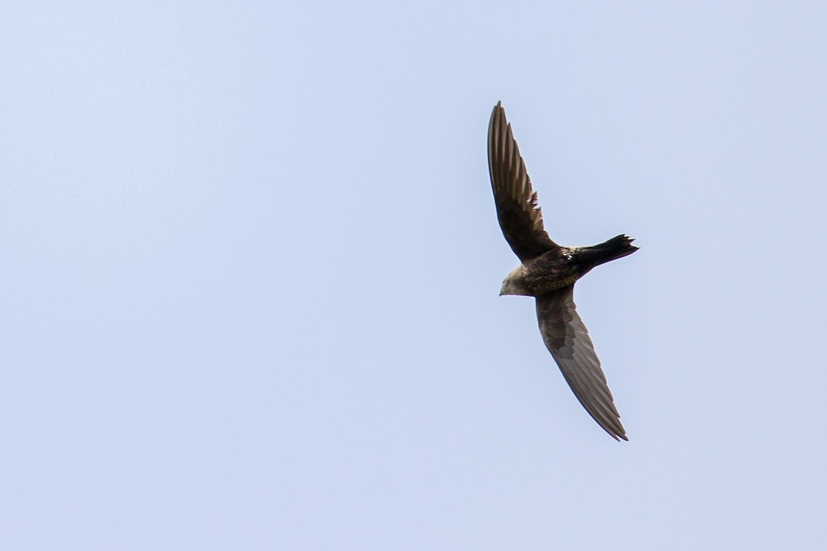 Mottled Swift - ML635382417