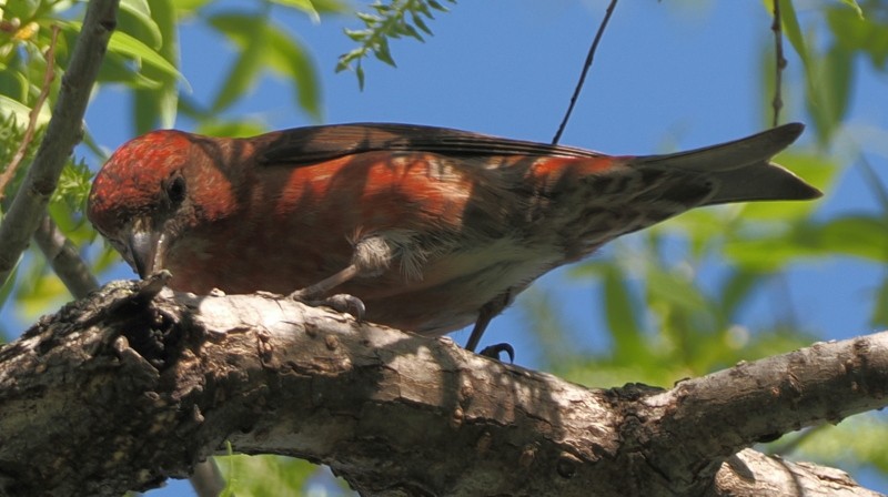 Bec-croisé des sapins - ML635382456