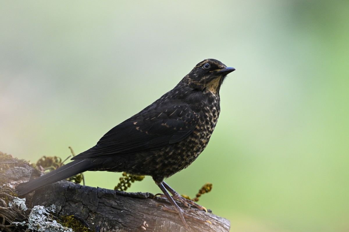 Sooty Thrush - ML635382458