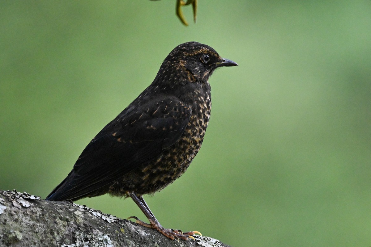 Sooty Thrush - ML635382463