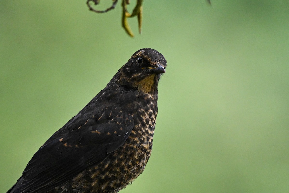 Sooty Thrush - ML635382479