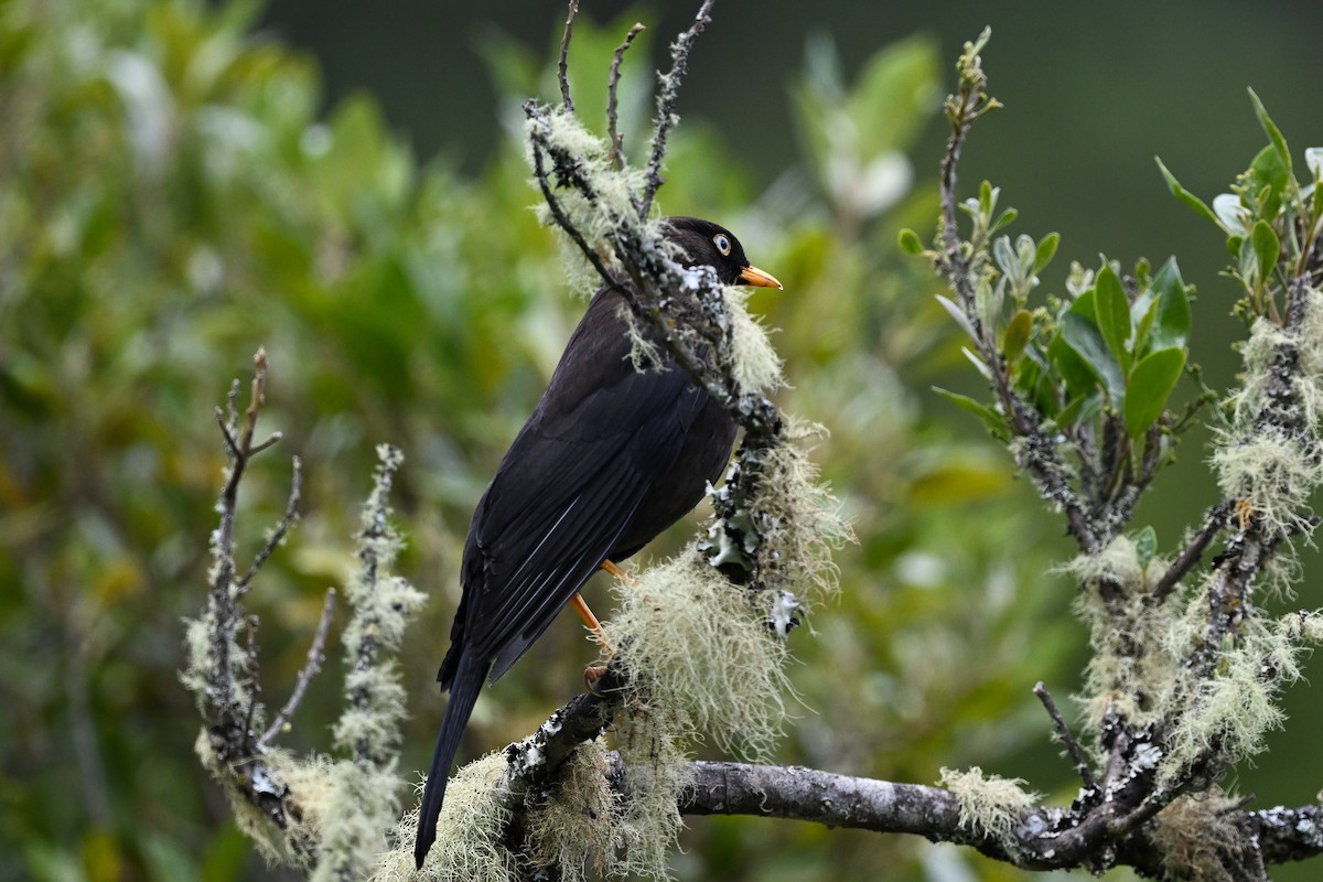 Sooty Thrush - ML635382488