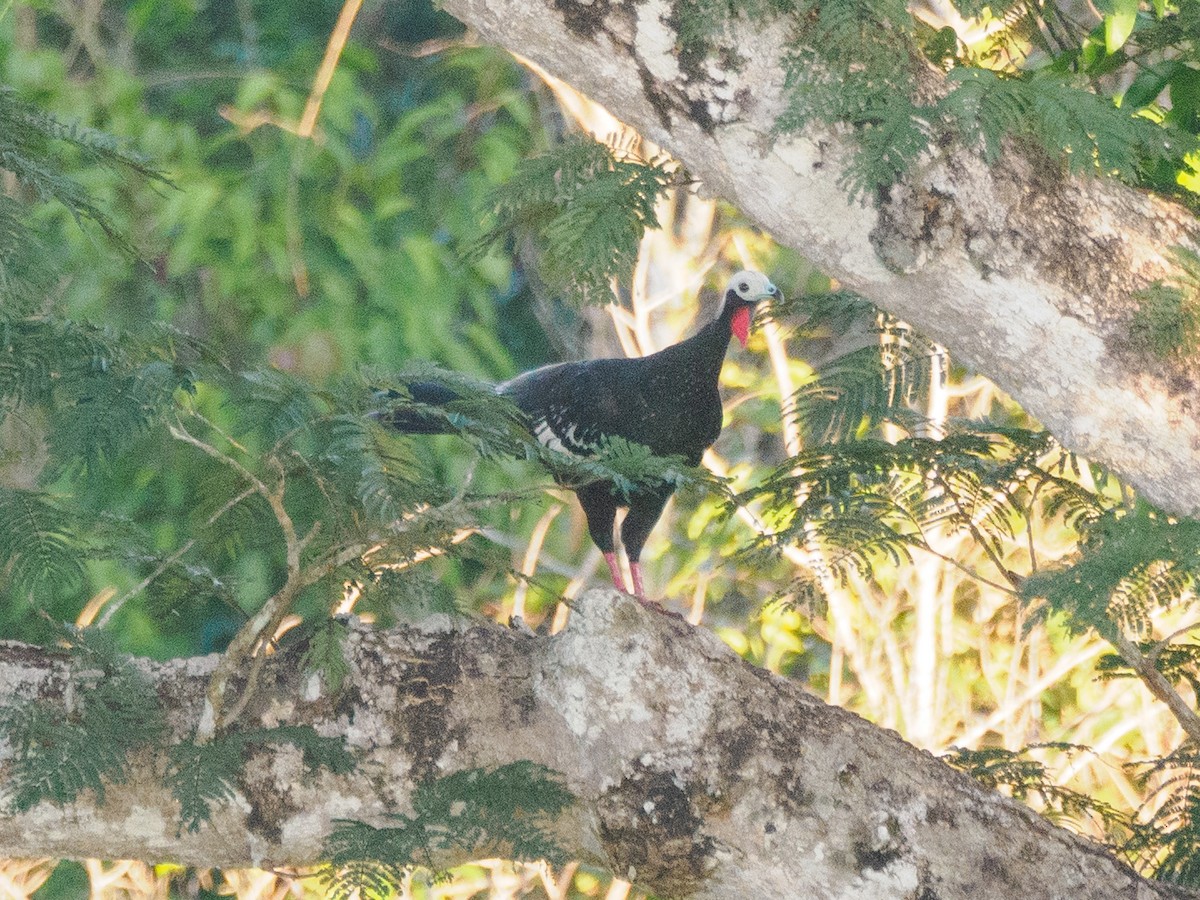 Red-throated Piping-Guan - ML635382525