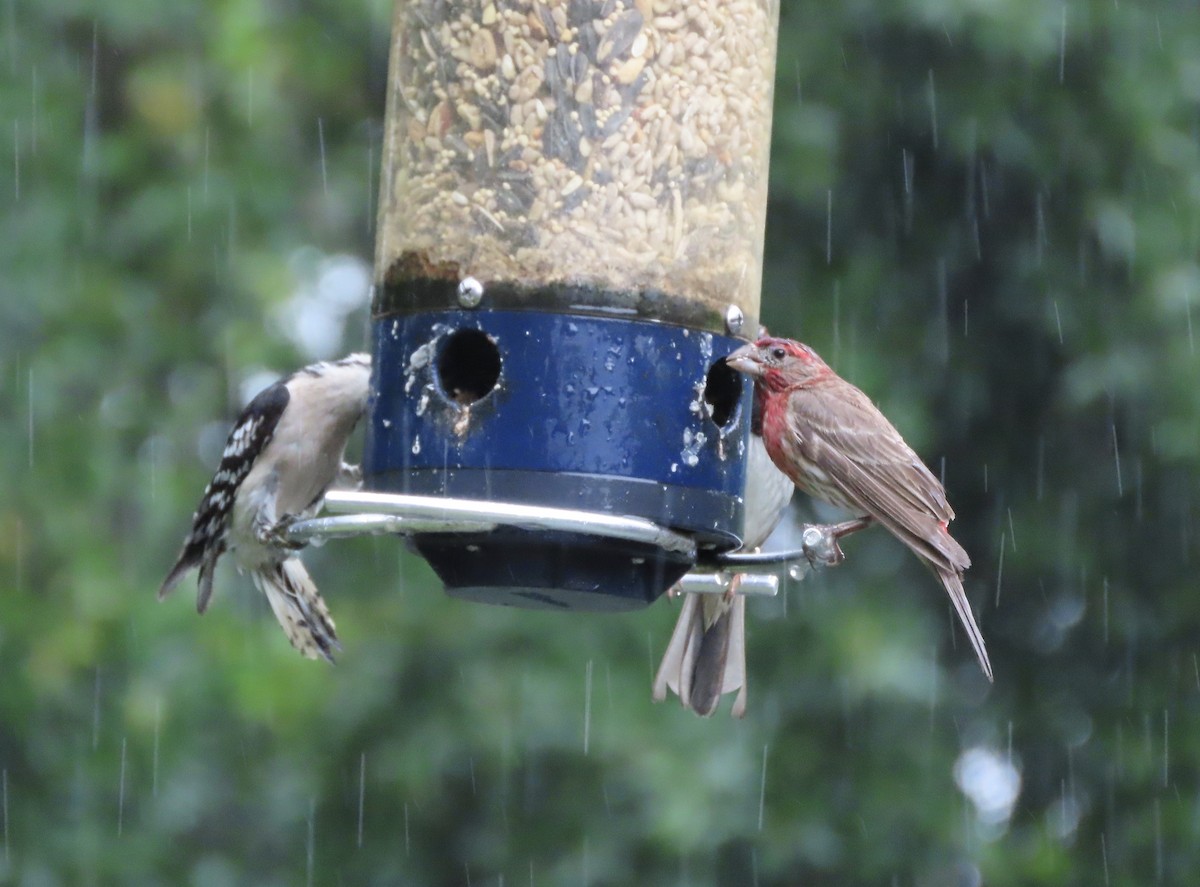 Downy Woodpecker - ML635382562