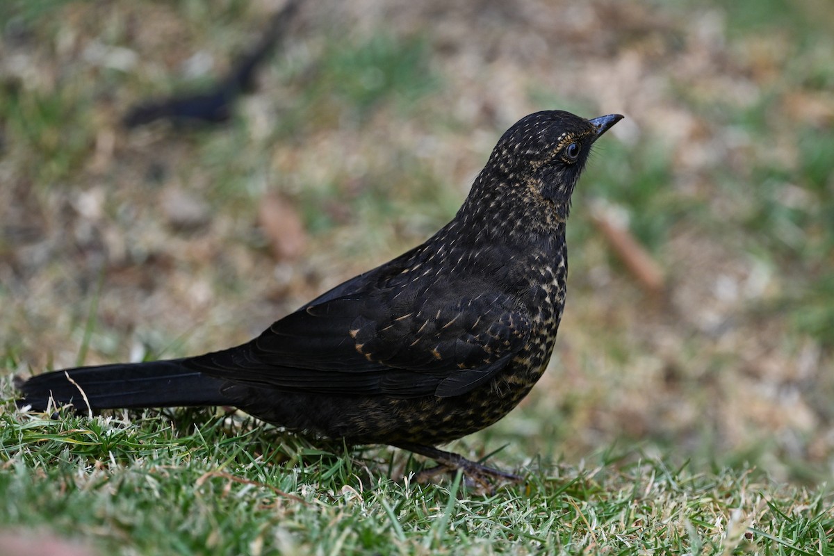 Sooty Thrush - ML635382604