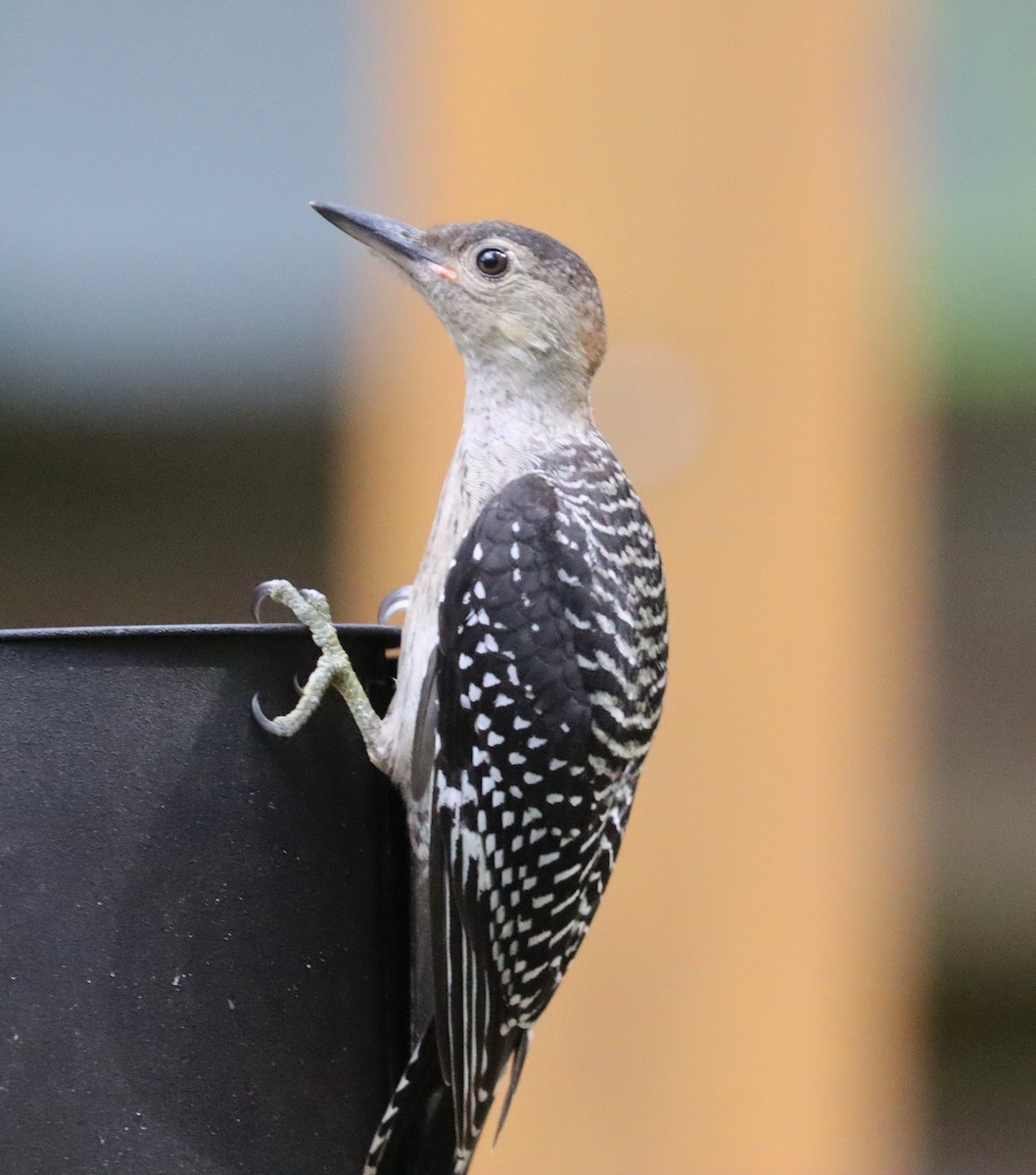 Red-bellied Woodpecker - ML635382634