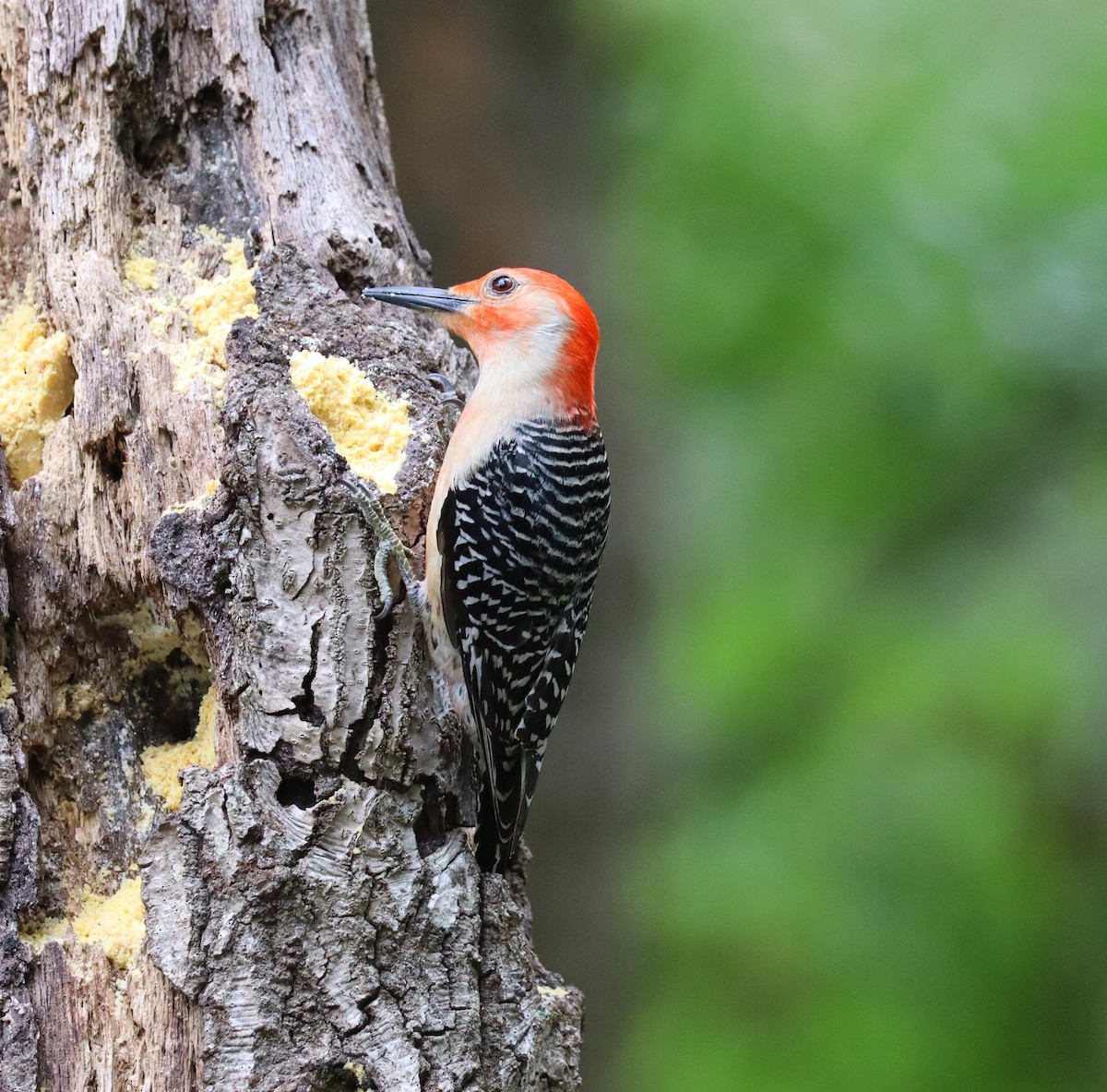 Red-bellied Woodpecker - ML635382635