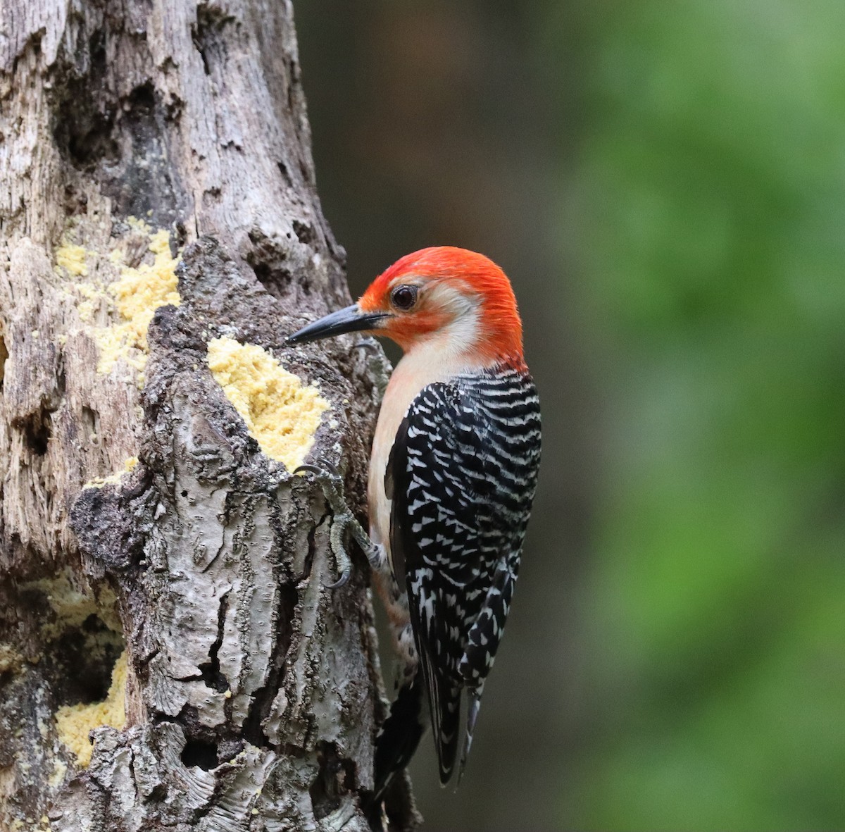 Red-bellied Woodpecker - ML635382636