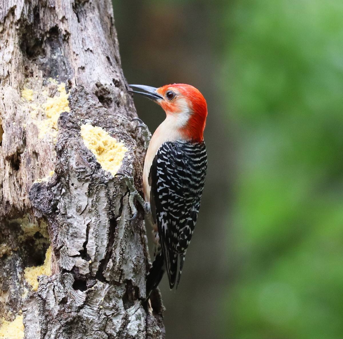 Red-bellied Woodpecker - ML635382637