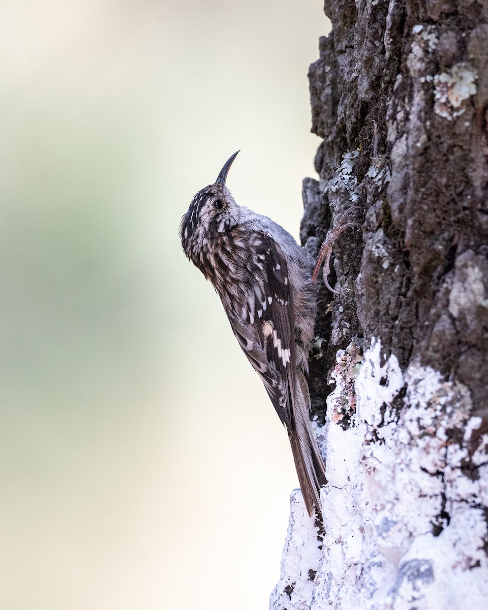 Brown Creeper - ML635382682