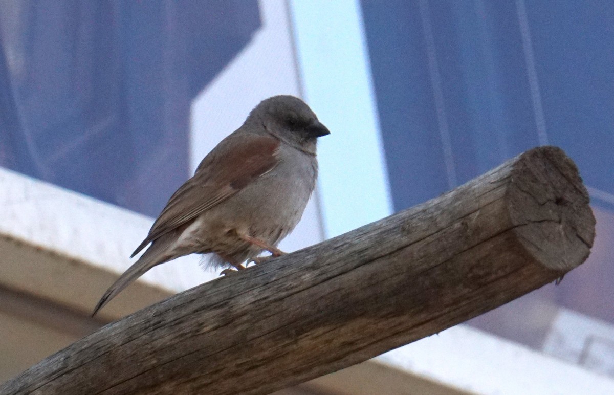 Northern Gray-headed Sparrow - ML635382704