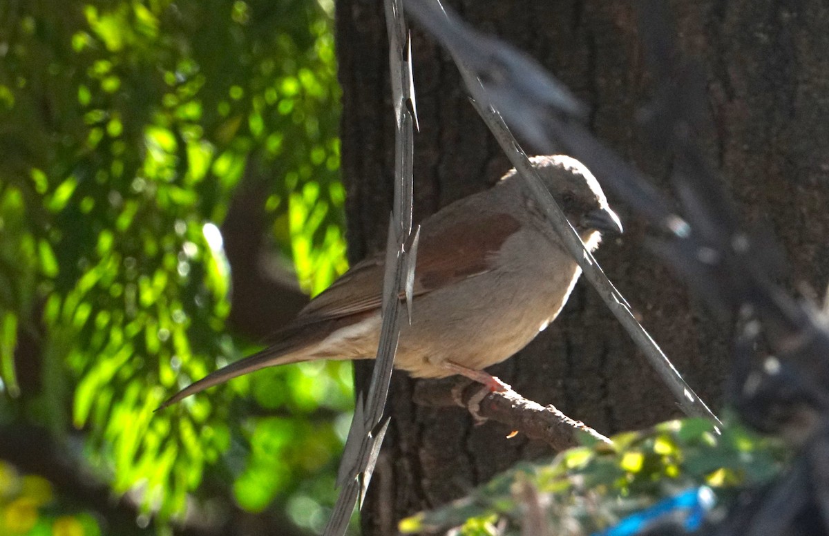 Northern Gray-headed Sparrow - ML635382705