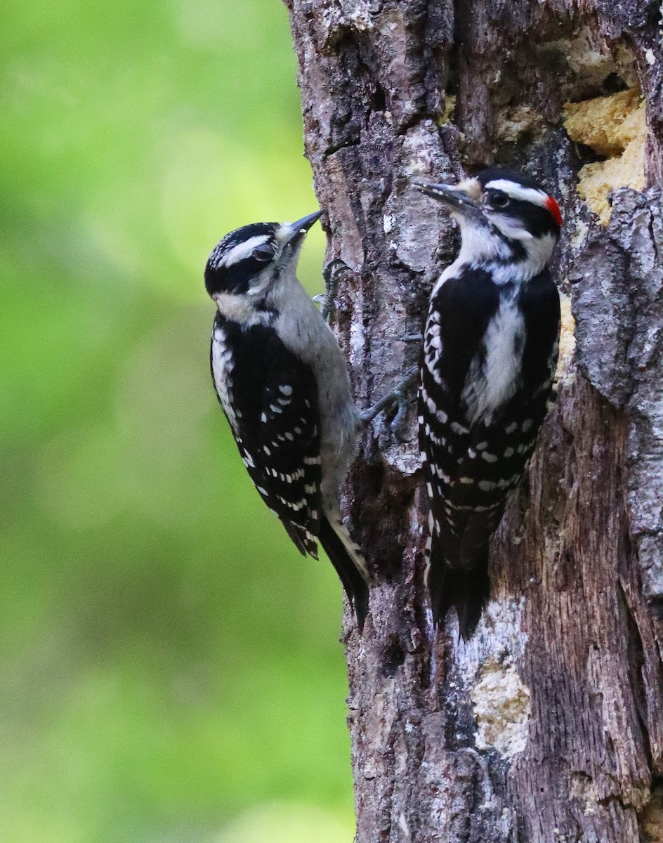 Downy Woodpecker - ML635382734