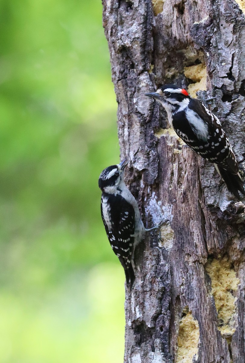 Downy Woodpecker - ML635382736