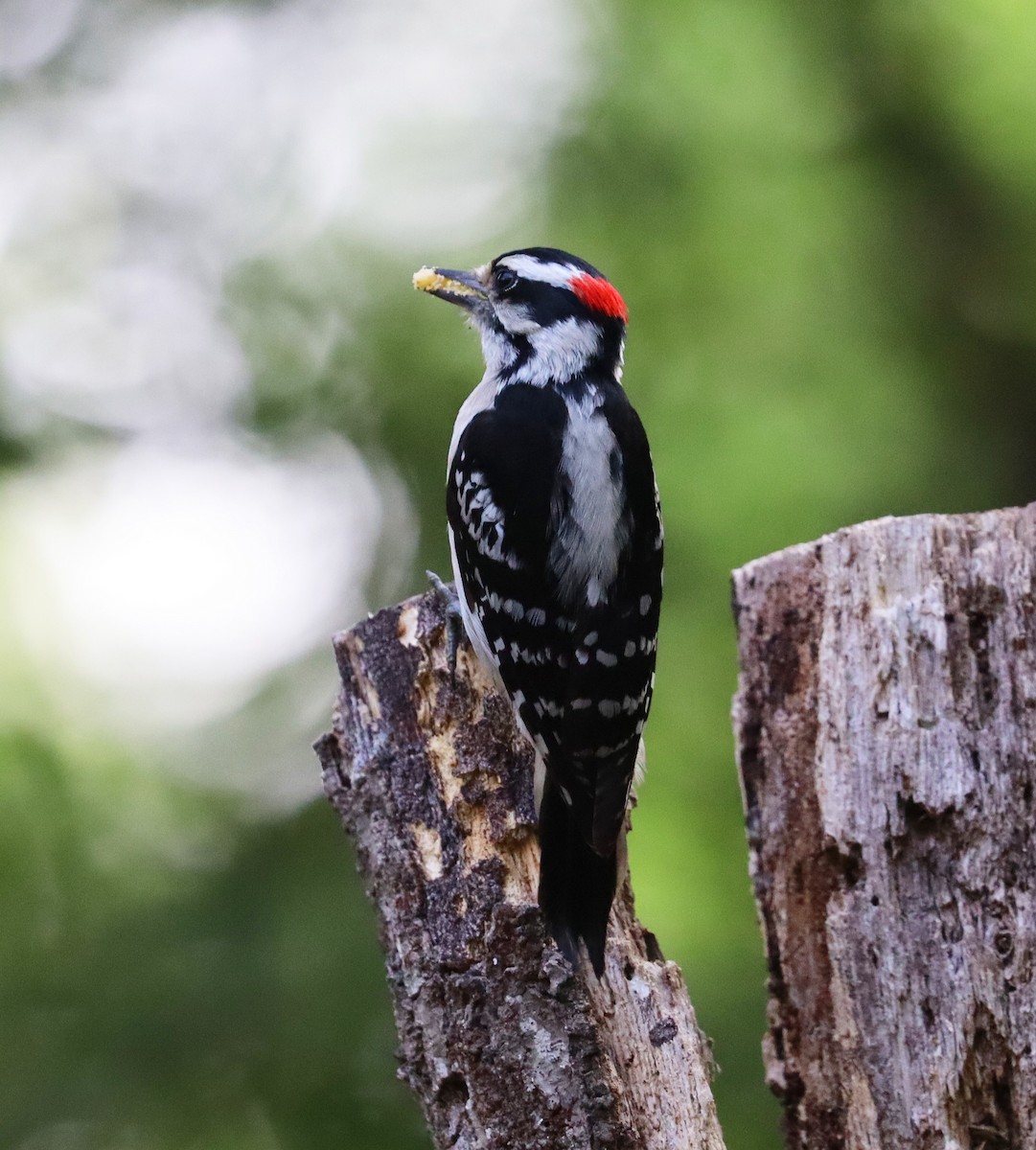 Downy Woodpecker - ML635382738