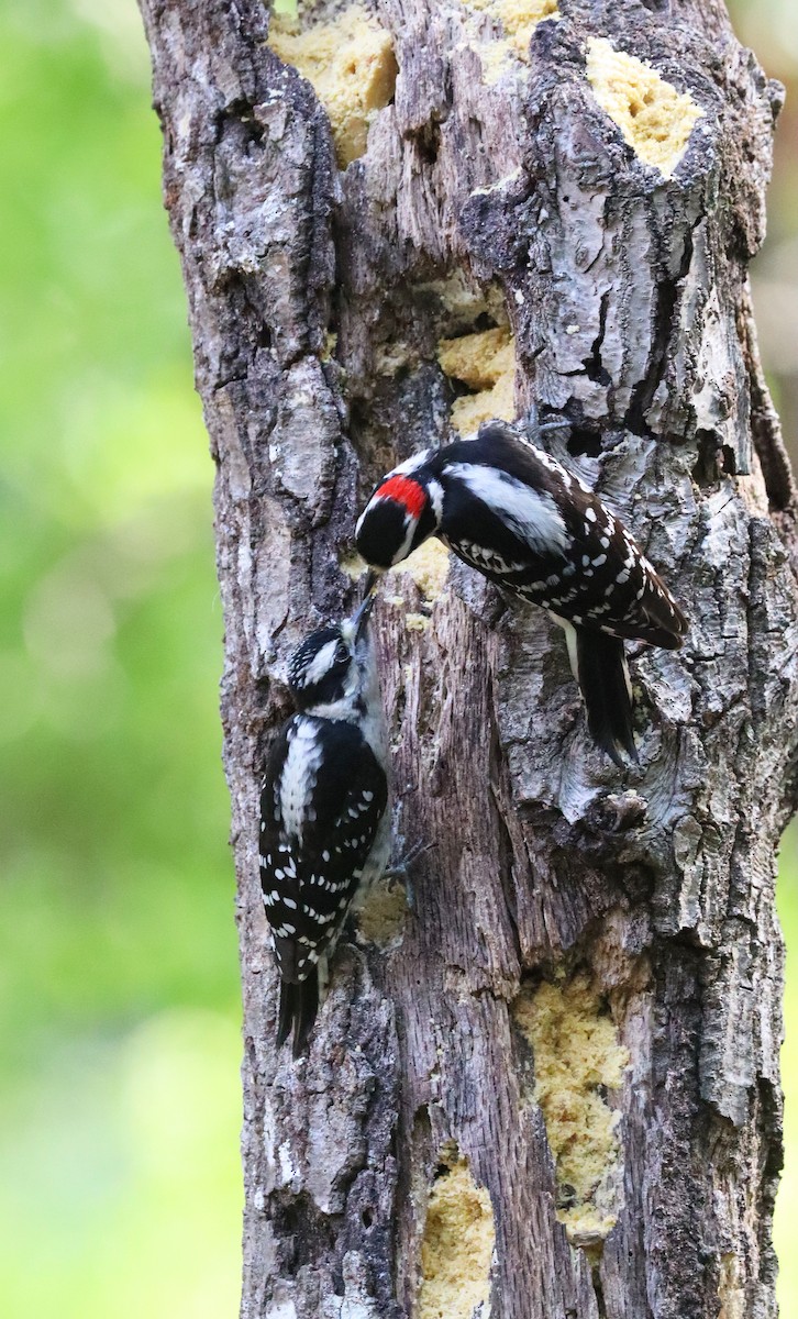 Downy Woodpecker - ML635382739