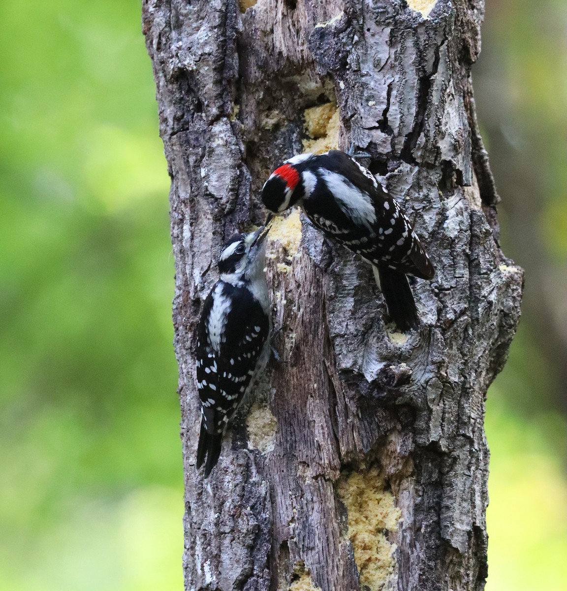 Downy Woodpecker - ML635382740