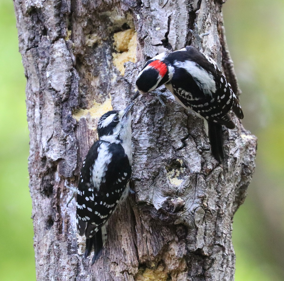 Downy Woodpecker - ML635382741