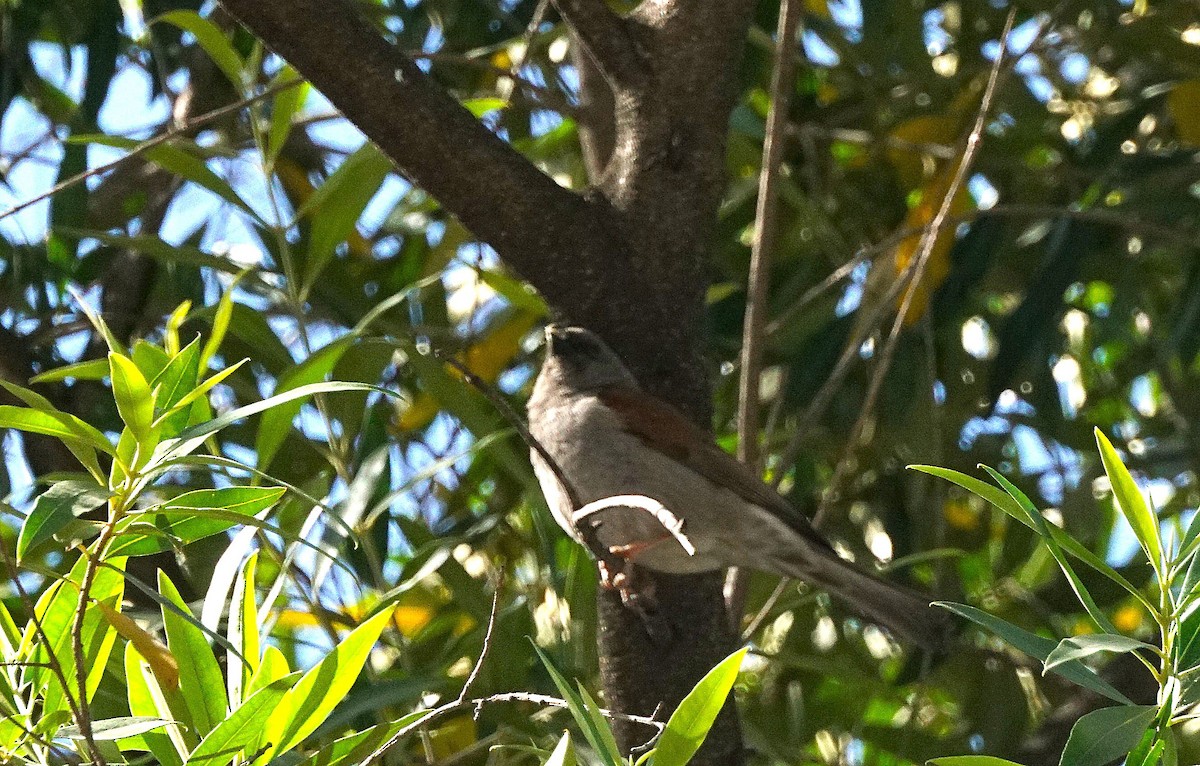 Northern Gray-headed Sparrow - ML635382742