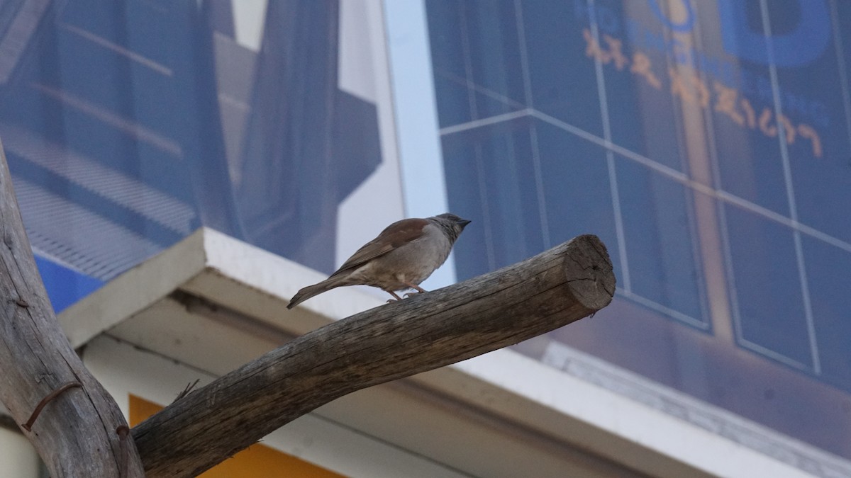 Northern Gray-headed Sparrow - ML635382743