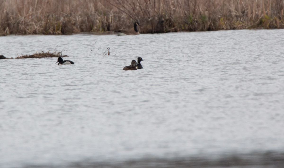 Ring-necked Duck - ML635382780