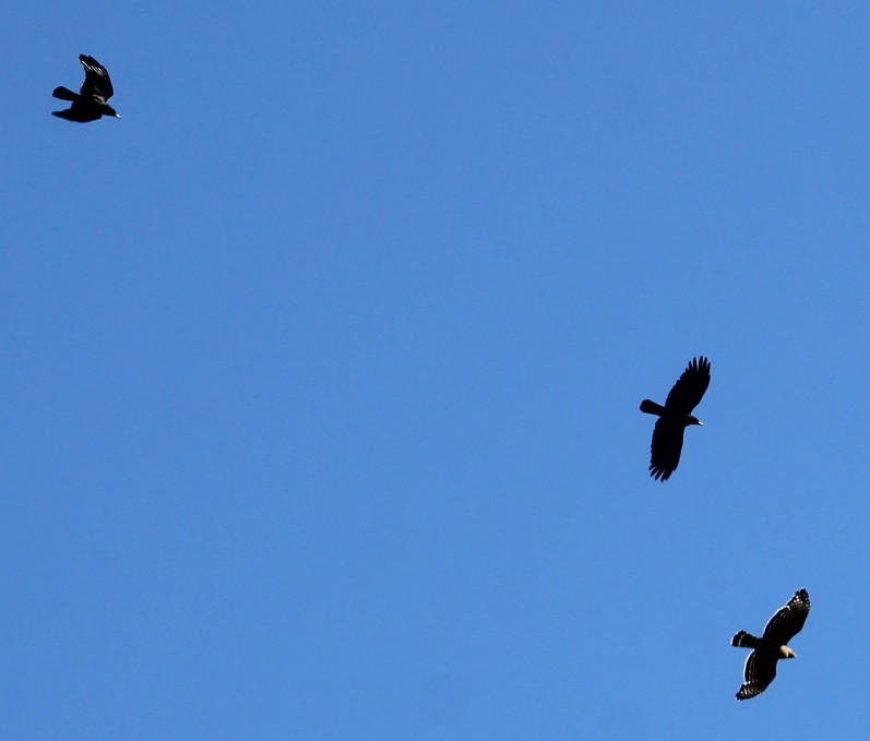 American Crow - ML635382783