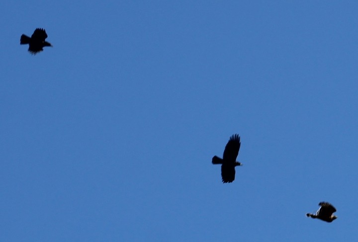 American Crow - ML635382784