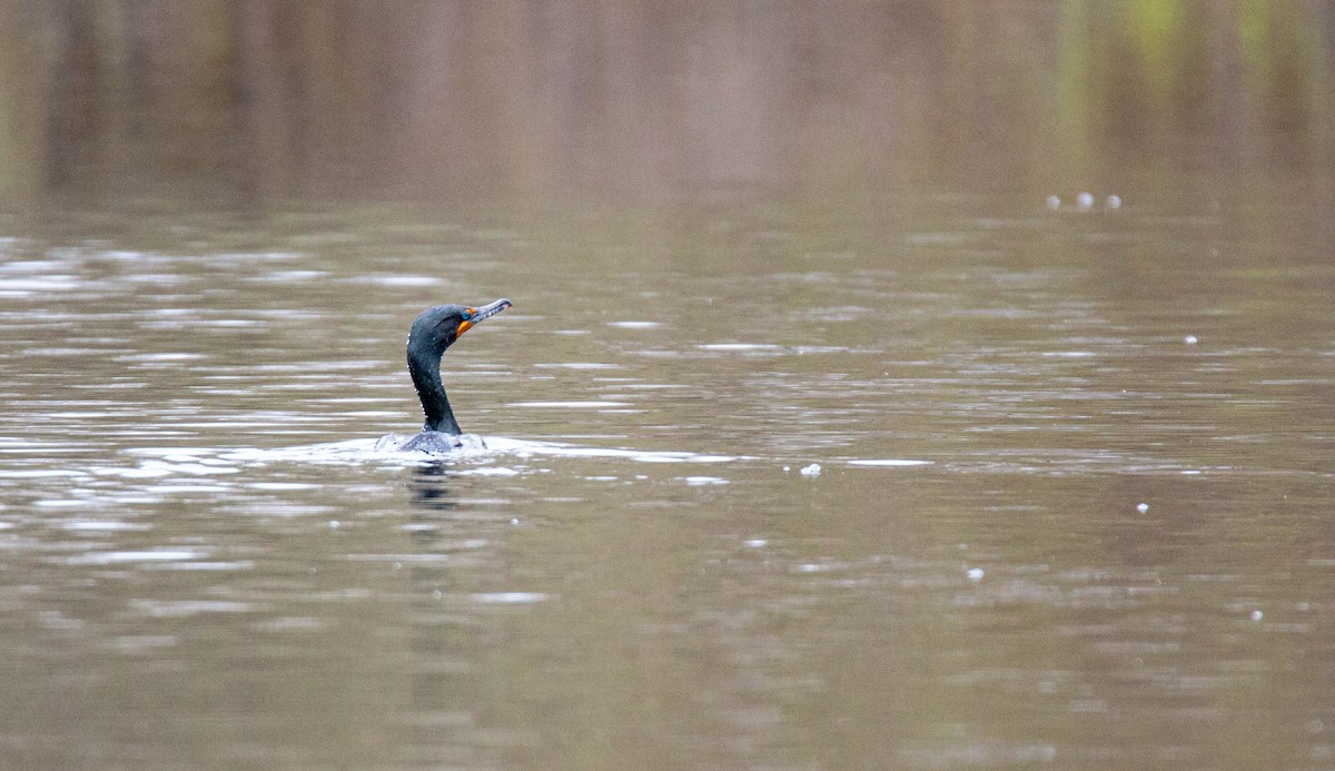 Double-crested Cormorant - ML635382808