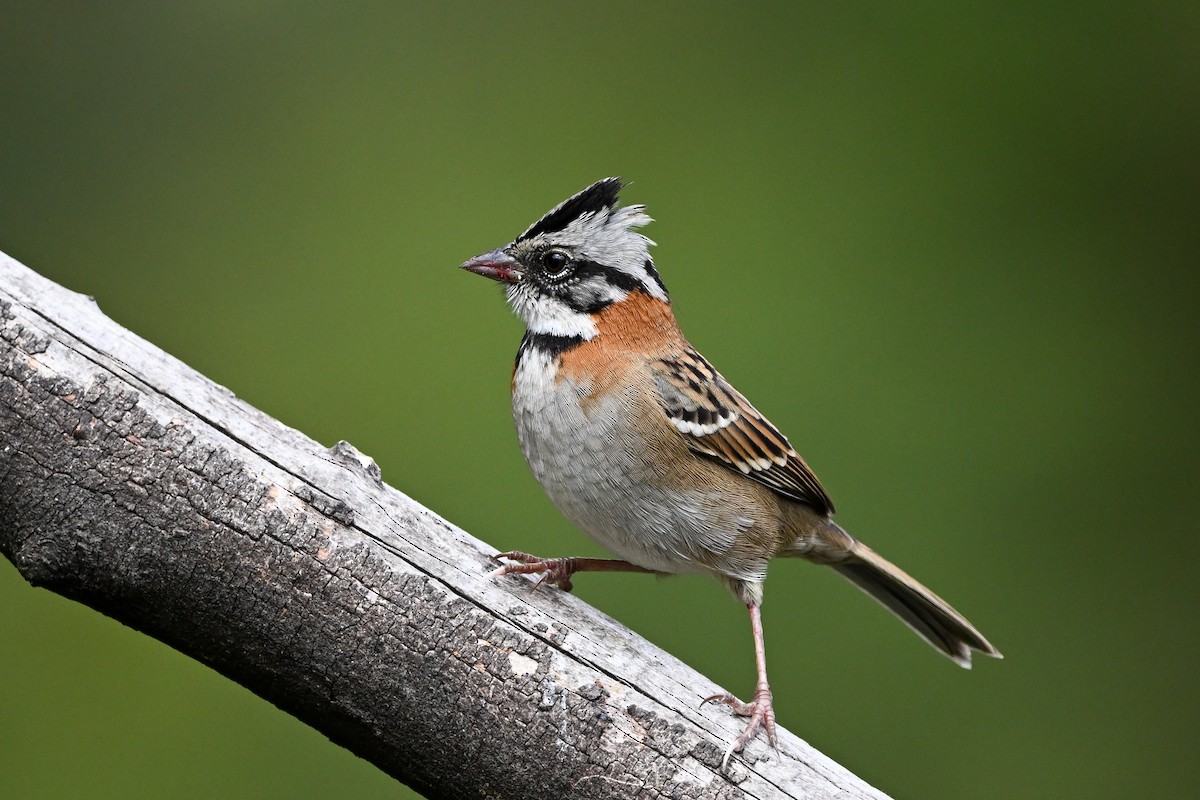 Rufous-collared Sparrow - ML635382812