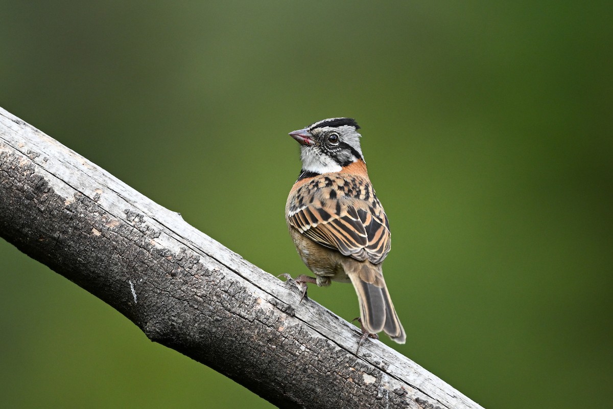 Rufous-collared Sparrow - ML635382816