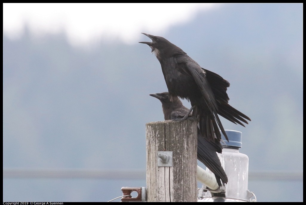 American Crow - ML635382920