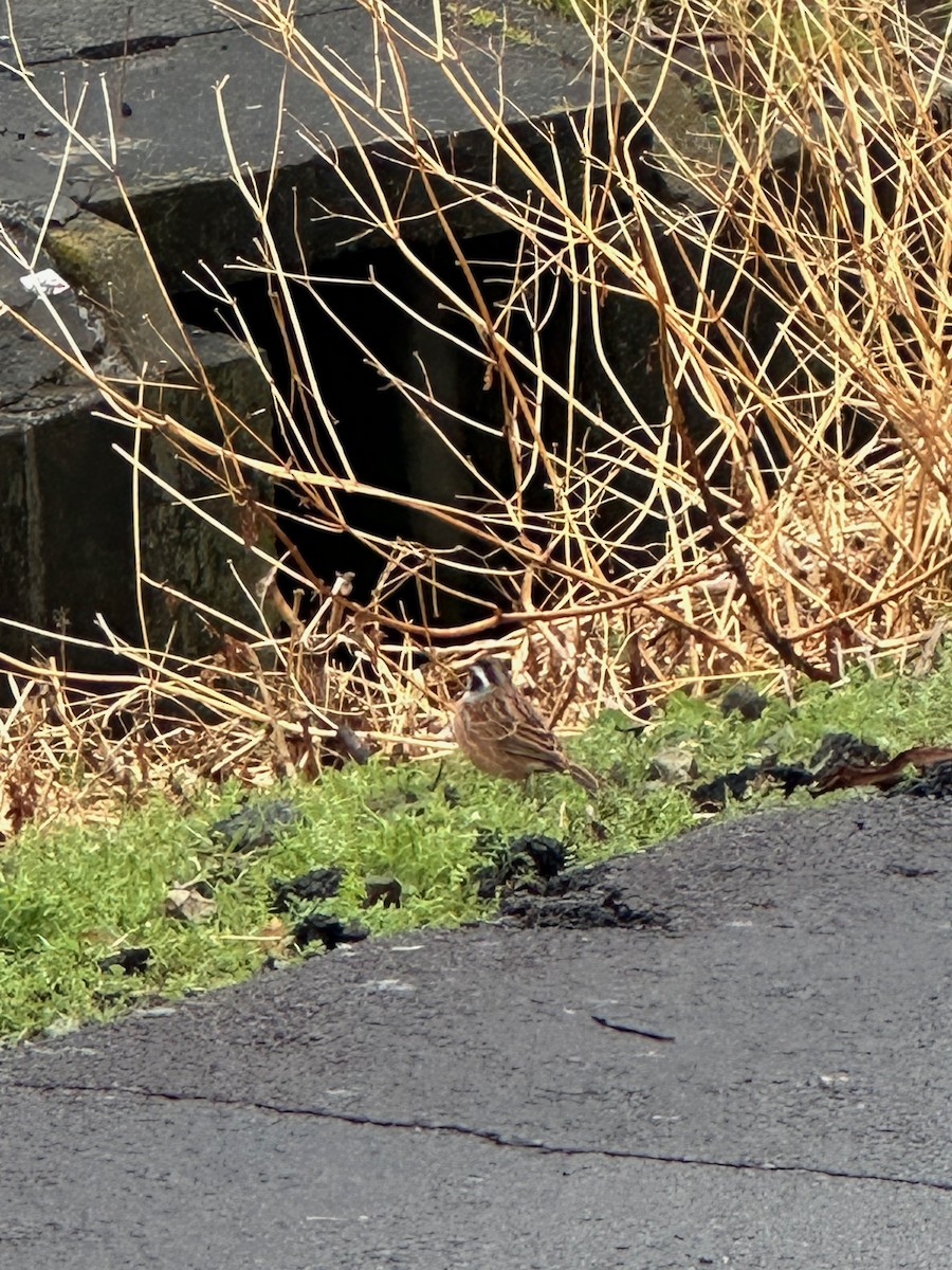 Meadow Bunting - ML635382939