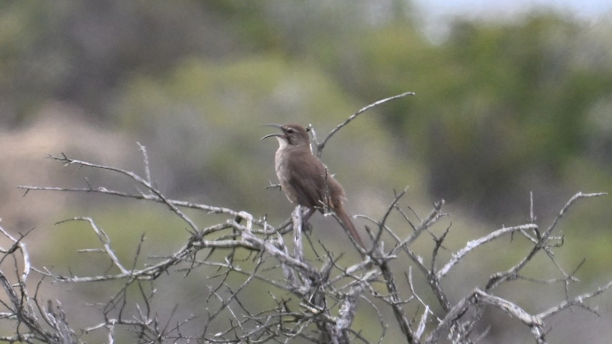 California Thrasher - ML635382945