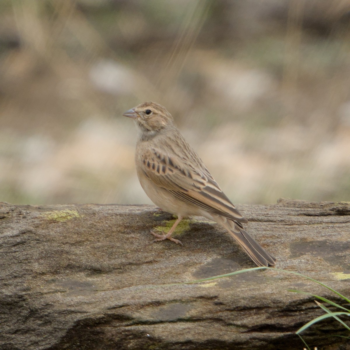 Lark-like Bunting - ML635383002