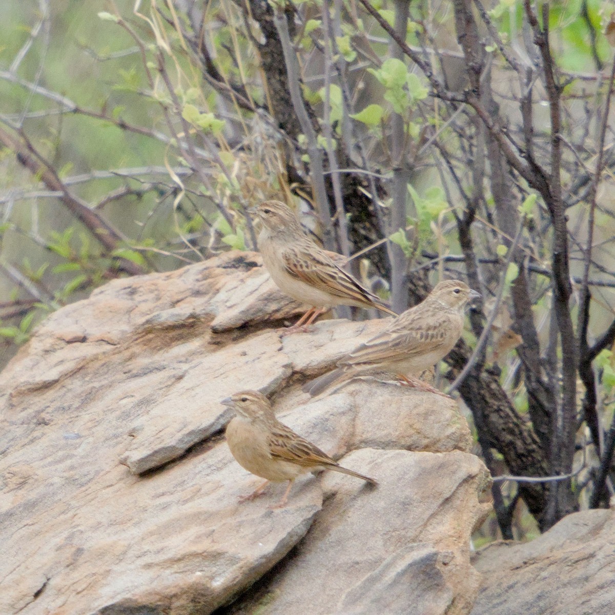 Lark-like Bunting - ML635383003