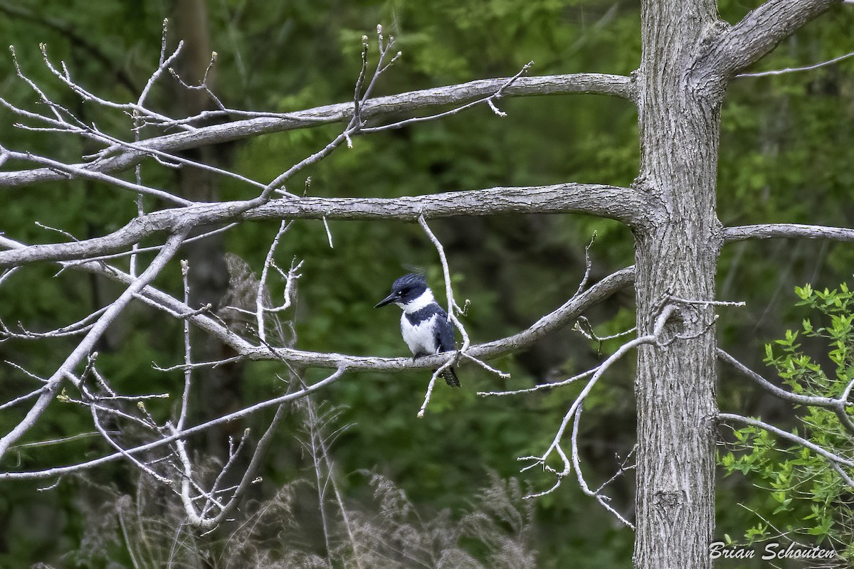 Belted Kingfisher - ML635383010