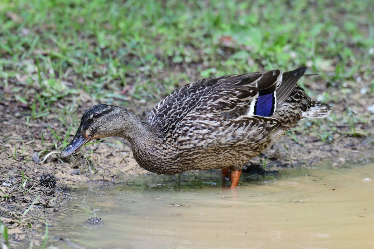 Mallard - ML635383045