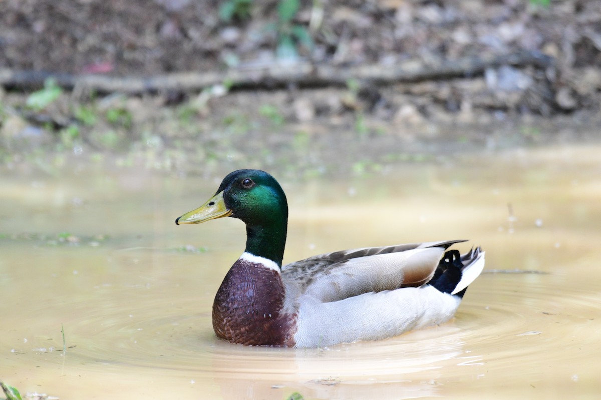 Mallard - ML635383064