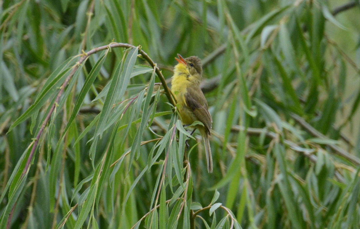 Hypolaïs jaune - ML635383070