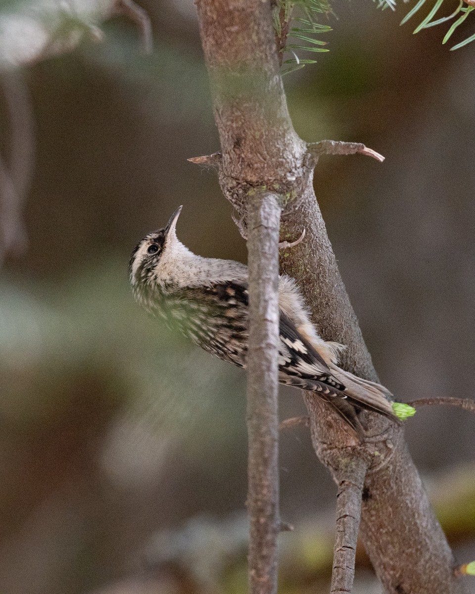 Brown Creeper - ML635383110