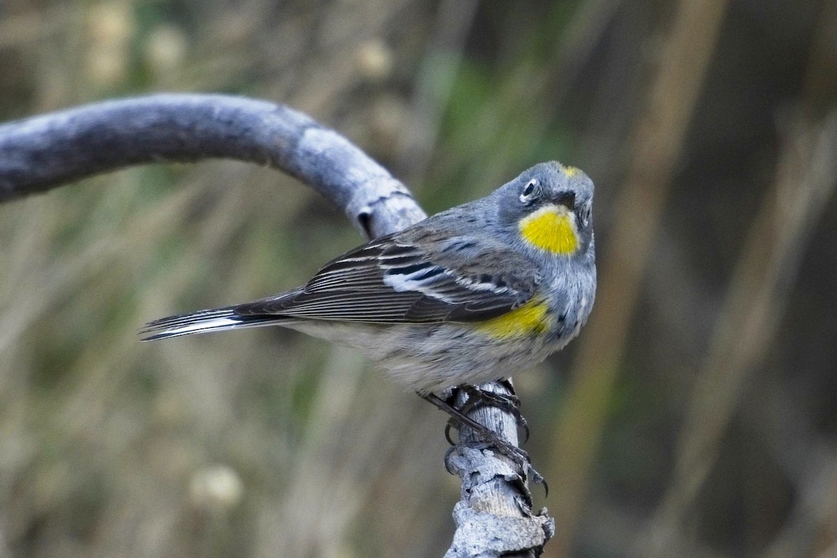 Kronenwaldsänger (Audubonwaldsänger) - ML635383126