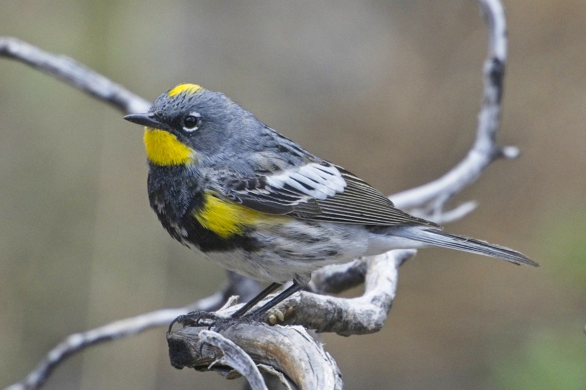 Kronenwaldsänger (Audubonwaldsänger) - ML635383127
