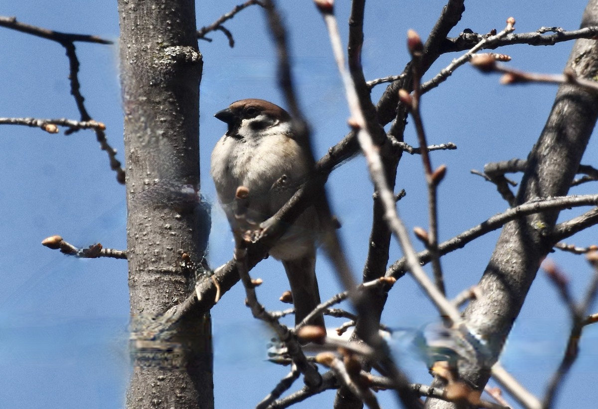 Eurasian Tree Sparrow - ML635383128