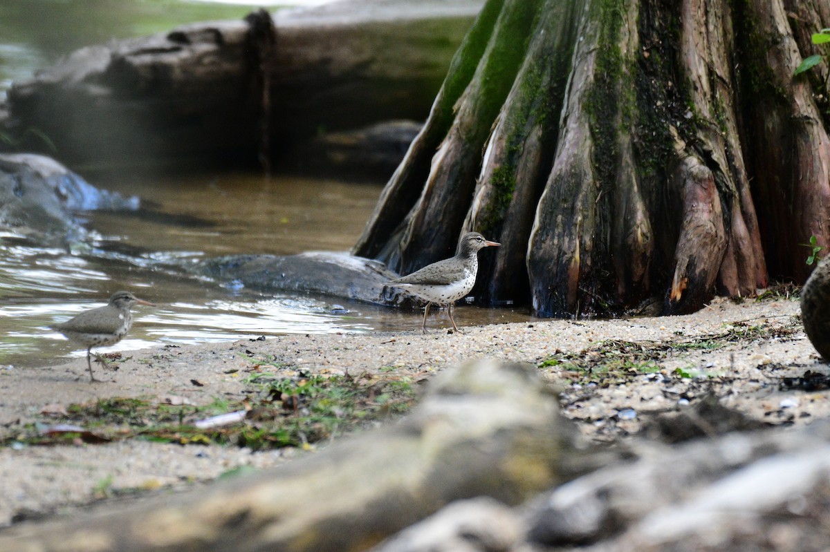 Spotted Sandpiper - ML635383129