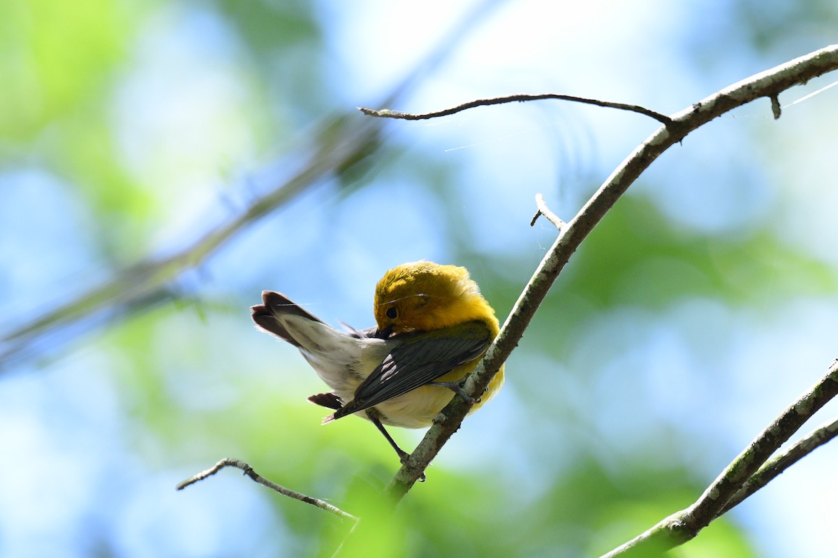 Prothonotary Warbler - ML635383252