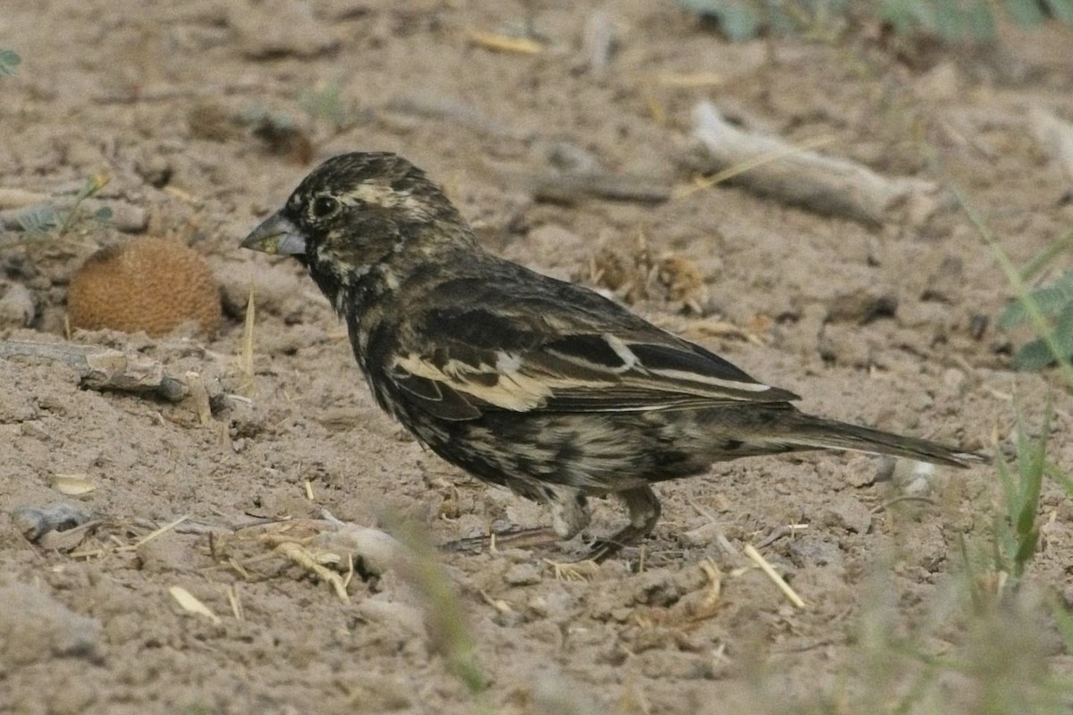 Lark Bunting - ML635383309