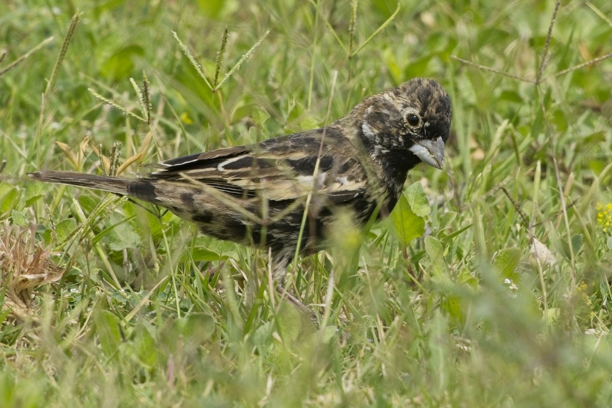 Lark Bunting - ML635383310
