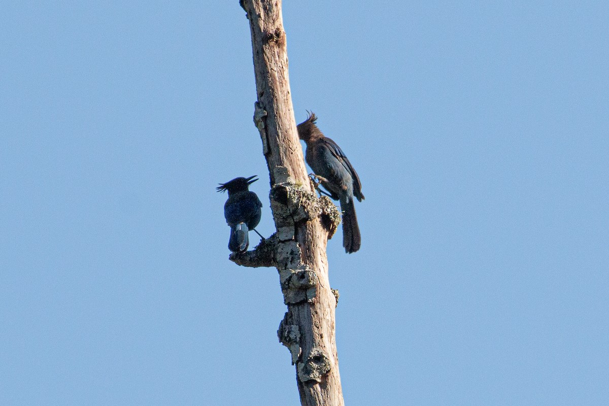 Steller's Jay - ML635383348